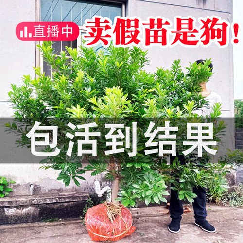 仙居东魁黑炭杨梅苗嫁接当年结果