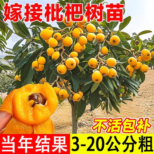 正宗嫁接枇杷树苗当年结果带土带叶耐寒耐旱果树苗阳台庭院盆栽