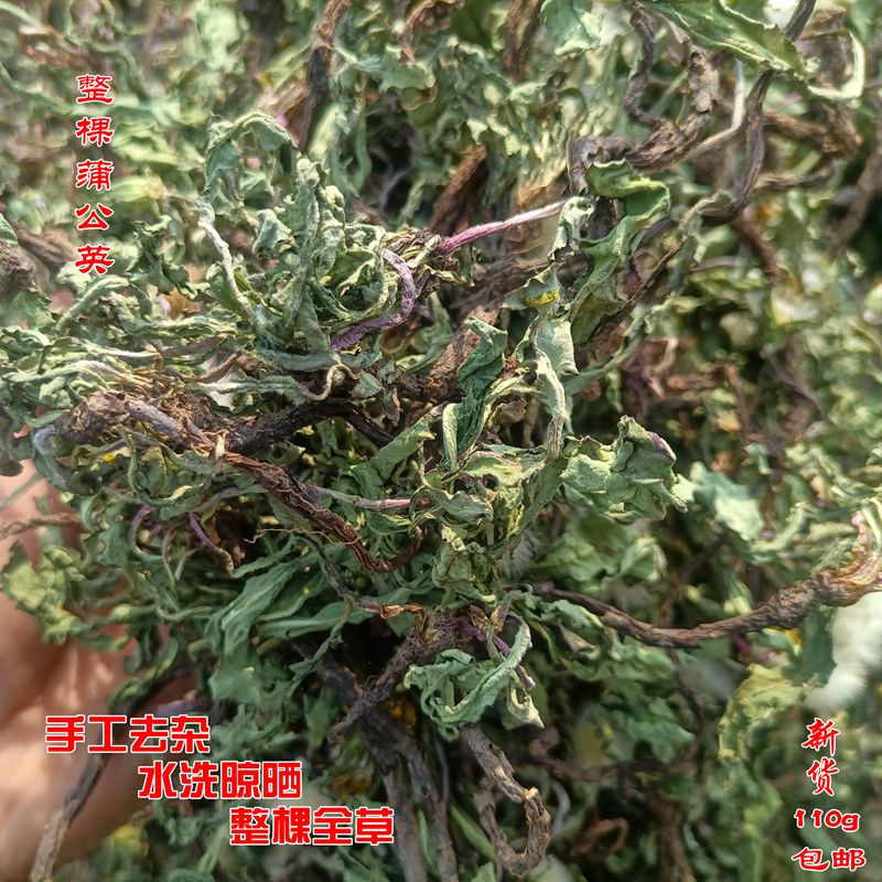 新鲜蒲公英 中药材婆婆丁全草 天然凉晒整棵干品  黄花苗煲汤包邮