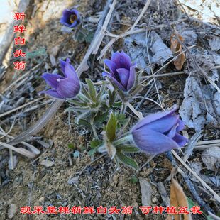 白头翁 深山现挖新鲜白头翁苗白头草 中药材整棵全草盆栽种植