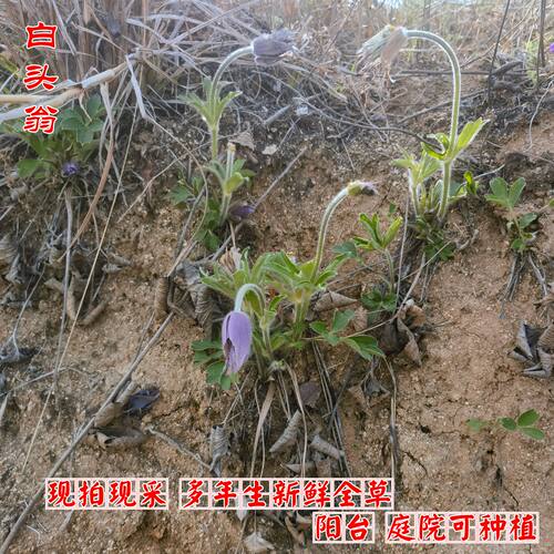 新鲜白头翁苗中药材全草白头翁