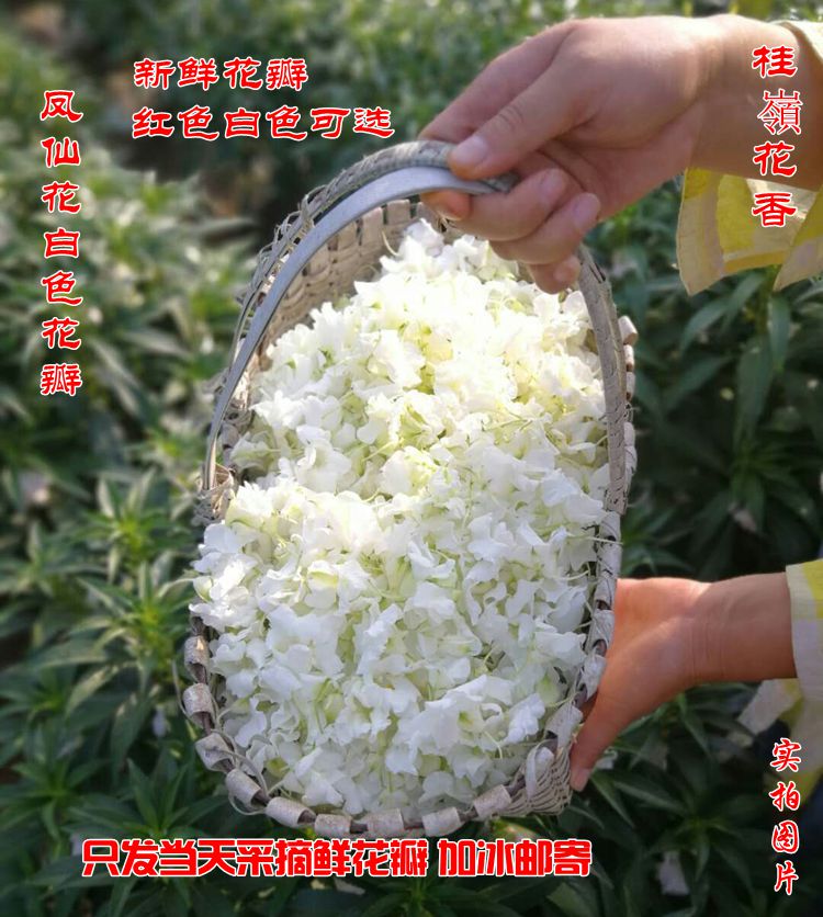 新鲜指甲草花 白色凤仙花 小桃红干花瓣 花粉 纯植物染发染甲包邮