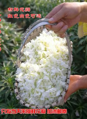 新鲜指甲草花 白色凤仙花 小桃红干花瓣 花粉 纯植物染发染甲包邮