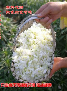 指甲草花凤仙花花瓣花粉