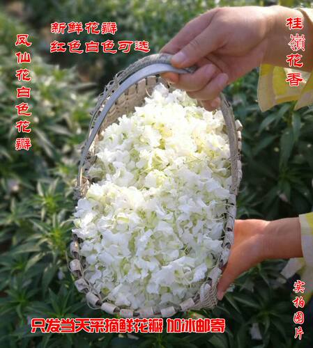 指甲草花凤仙花花瓣花粉