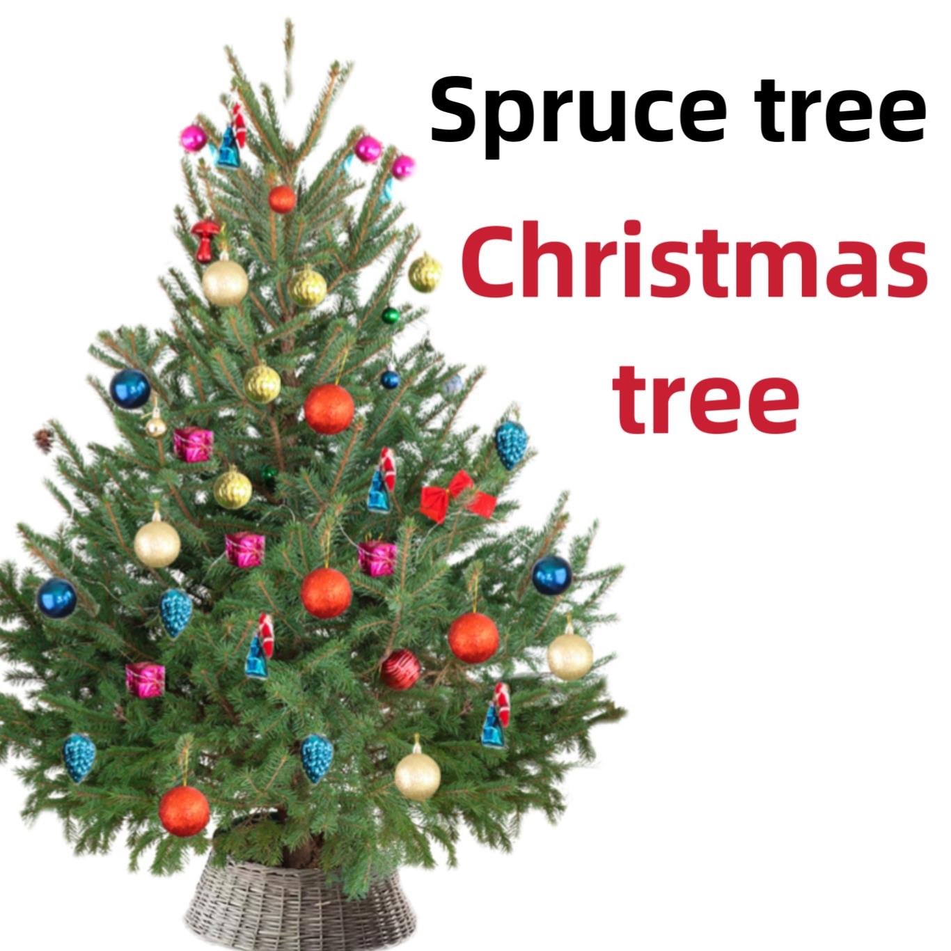Spruce Tree Christmas tree Every tree has life Potted Plant