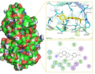 Autodock软件远程安装 合物优化蛋白分子对接药物设计模拟支持win