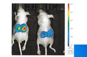 living image软件远程安装 4.4新版小动物活体成像医学分析研究