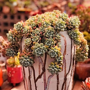 千年老桩多肉2毛老桩防辐射多肉植物盆栽9.9元 包邮