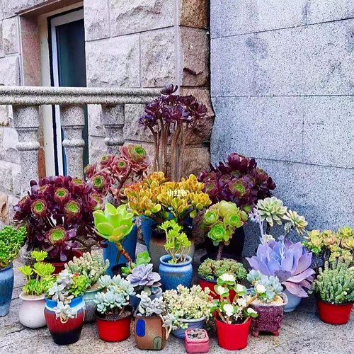 多肉植物特价露养多肉植物