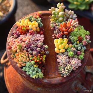 多肉老桩地山玫瑰星国贵货多肉植物白熊 黑法师满9.9包邮