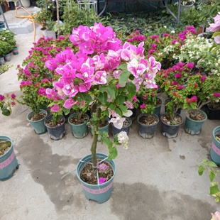 高杆老桩三角梅盆栽花卉植物耐热耐晒庭院阳台好养