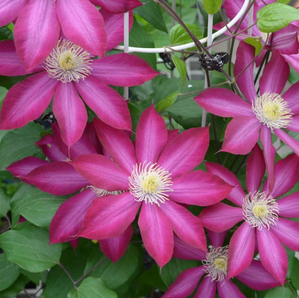 波旁王朝铁线莲两加仑盆