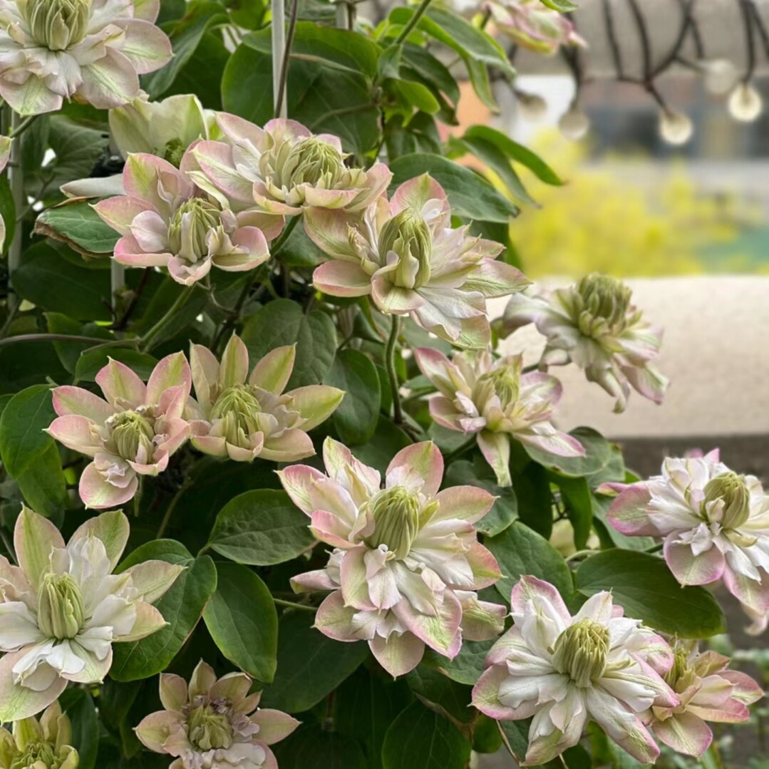 羞答答铁线莲两加仑盆