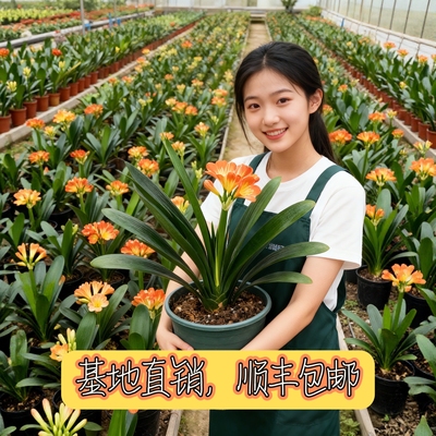 当年开花精品立板君子兰四季好养活绿植室内客厅桌面盆栽净化空气