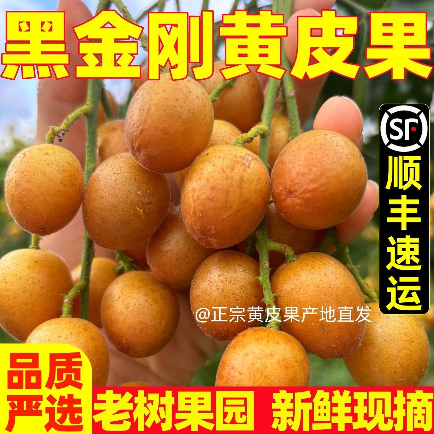 正宗广西香蜜黑金刚黄皮果新鲜现摘现发当季贵妃黑黄皮果时令水果
