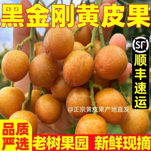 正宗广西香蜜黑金刚黄皮果新鲜现摘现发当季贵妃黑黄皮果时令水果