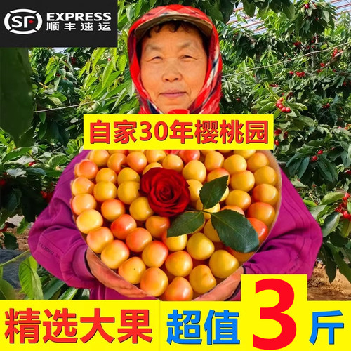 现摘大连露天佳红雷尼红手球黄樱桃车厘子特大现摘孕妇水果3斤装
