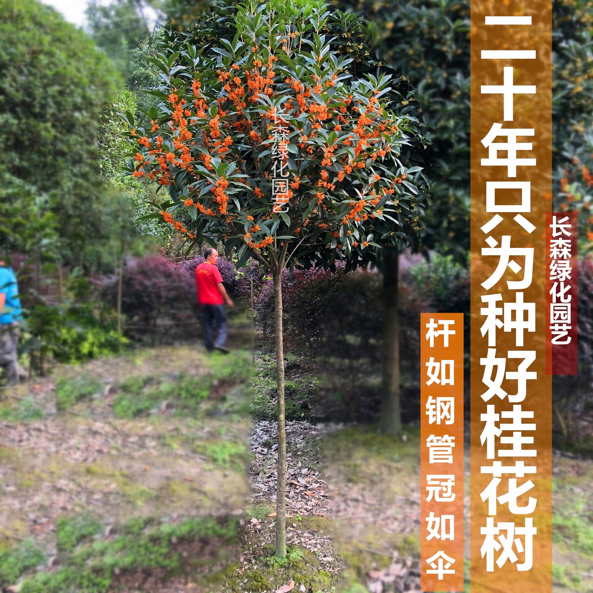 桂花树苗丹桂金桂朱砂桂浓香型桂花大树四季长青地栽耐寒庭院树 小编推荐 Wepost 全民代运 马来西亚中国淘宝代运与集运专家
