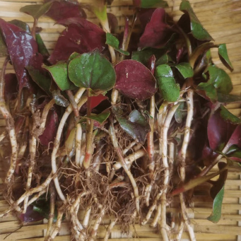 折耳根四川野生当天现挖鲜鱼腥草