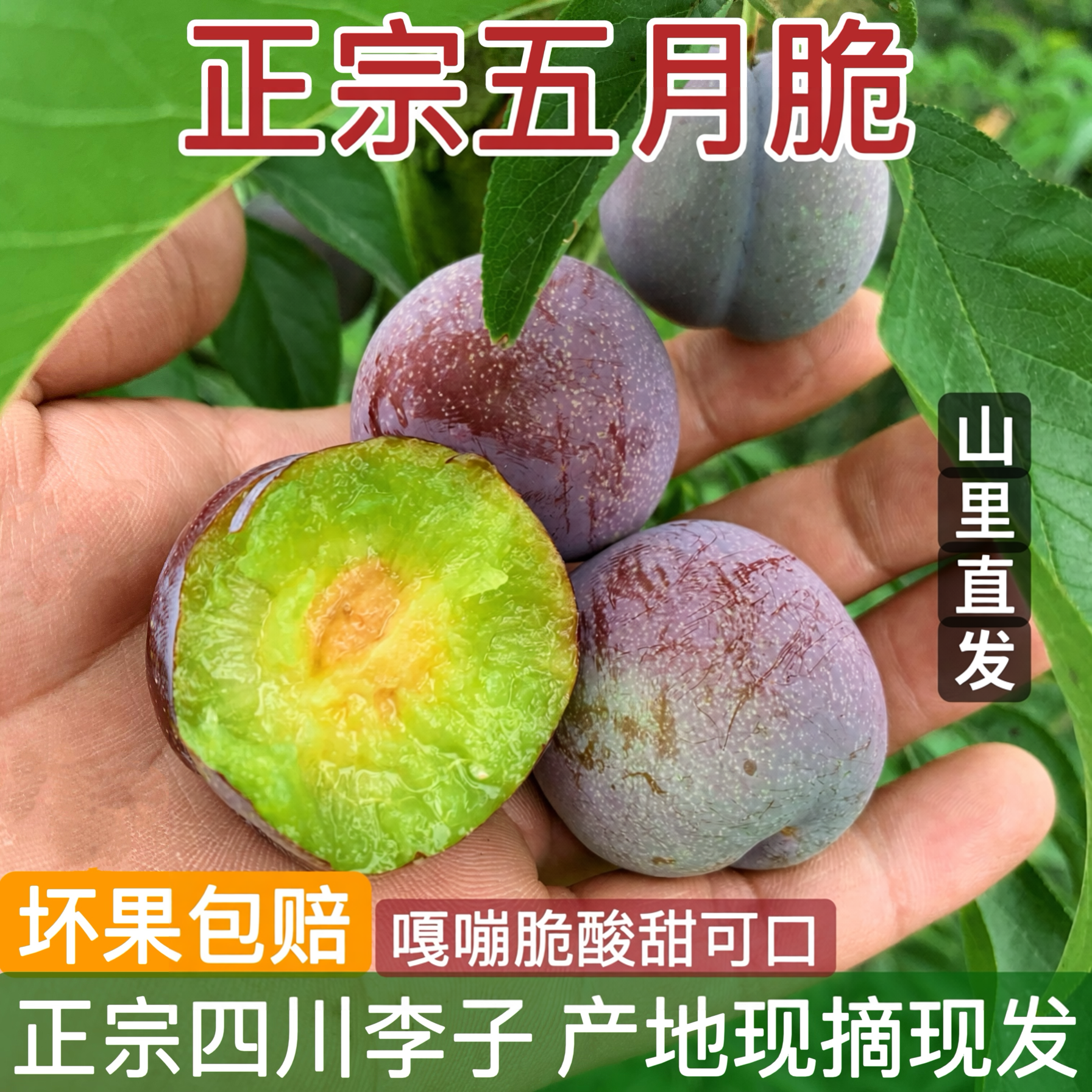 正宗四川五月脆新鲜现摘现发脆李子脱骨李应季水果脆甜半边凤凰李