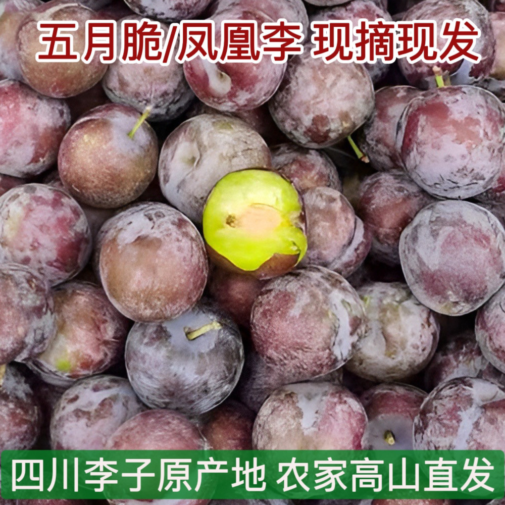 正宗四川五月脆新鲜脆李子脱骨李应季水果脆甜半边凤凰李现摘现发