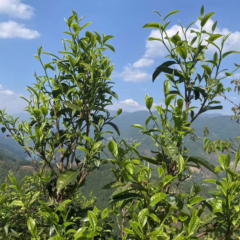 2024年冰岛古树普洱茶头春散茶晒青普洱散茶500g盒装兰花香冰糖甜