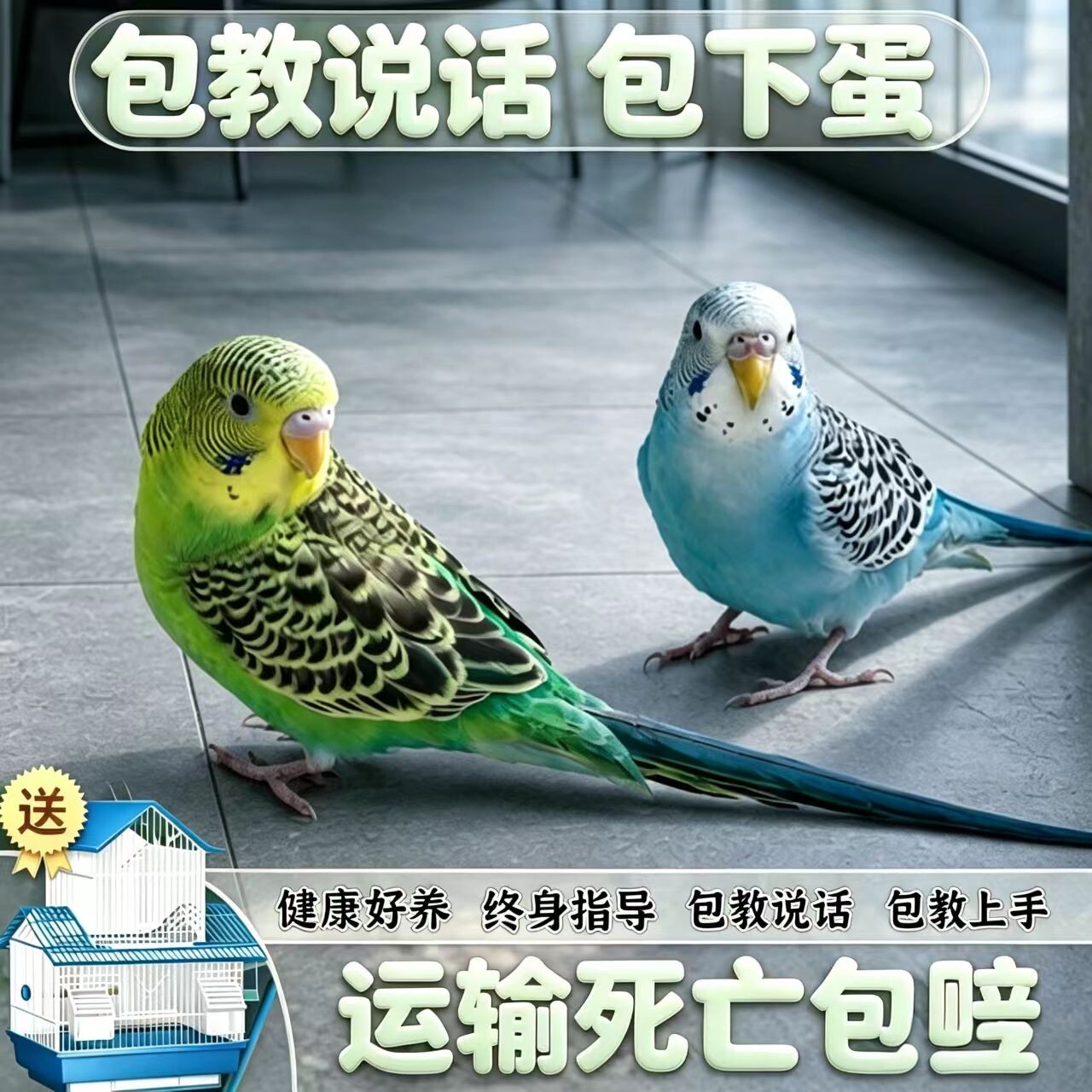 【包教说话】鹦鹉活鸟虎皮鹦鹉鸟类小鸟收养宠物小型鹦鹉一公一母