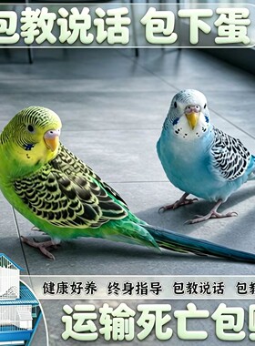 虎皮鹦鹉绿皮蓝皮别墅龙鸟窝秋千