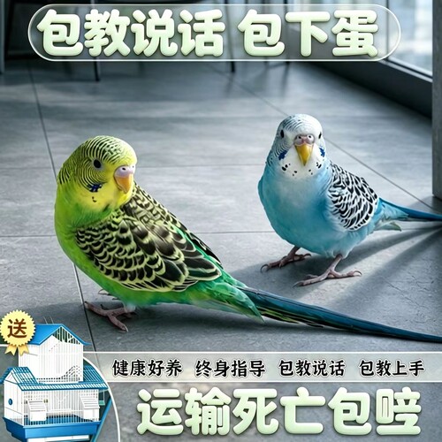 虎皮鹦鹉绿皮蓝皮别墅龙鸟窝秋千