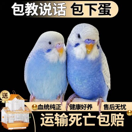 【包教说话】鹦鹉活鸟虎皮鹦鹉鸟类小鸟手养宠物小型鹦鹉一公一母