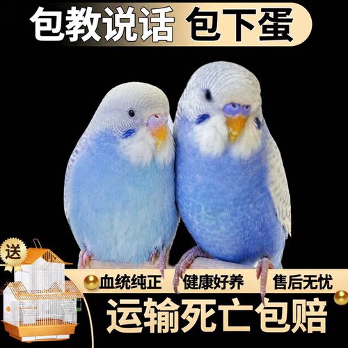 【包教说话】鹦鹉活鸟虎皮鹦鹉鸟类小鸟手养宠物小型鹦鹉一公一母