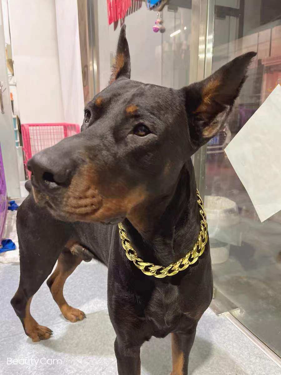 宠物狗狗项圈猫咪金链子银项链饰品法斗猫拍照巴哥泰迪犬恶霸项链