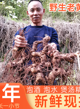 四川野生黄精新鲜可九蒸九制泡水泡酒煲汤现挖老虎姜鸡头参大黄姜