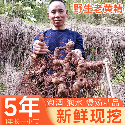 四川野生黄精新鲜可九蒸九制泡水泡酒煲汤现挖老虎姜鸡头参大黄姜