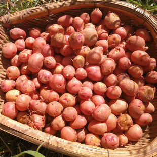 云南迷你小土豆炸洋芋专用特小土豆