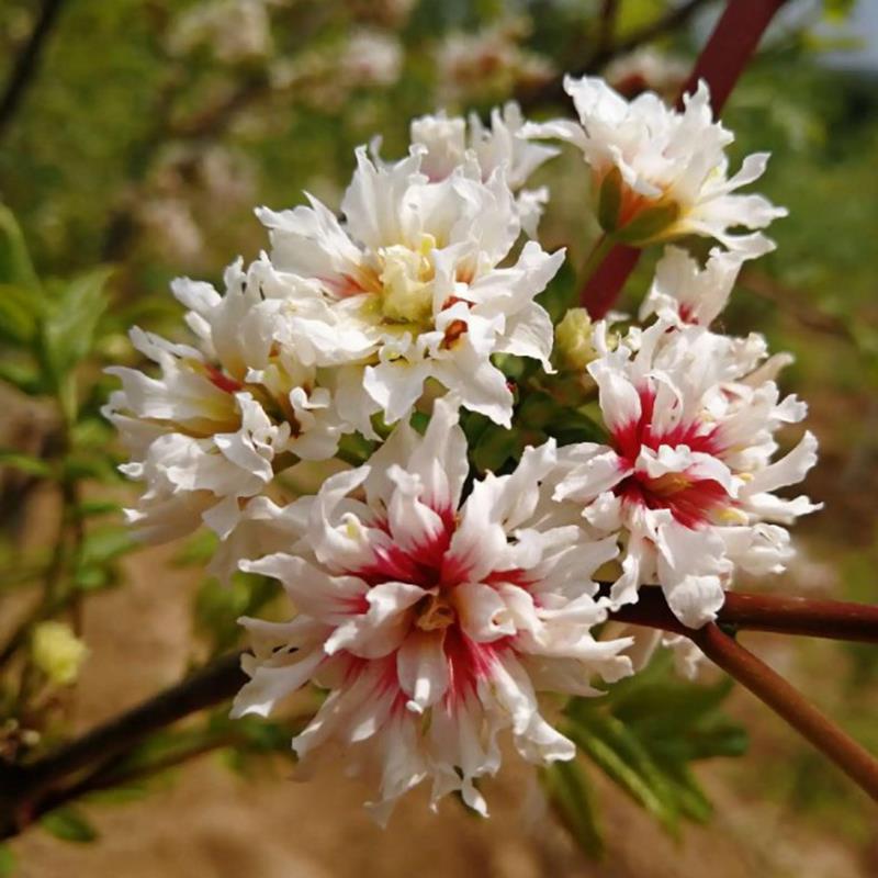 文冠花树苗盆栽地栽文冠果苗庭院别墅南北方种植文官树四季长青植