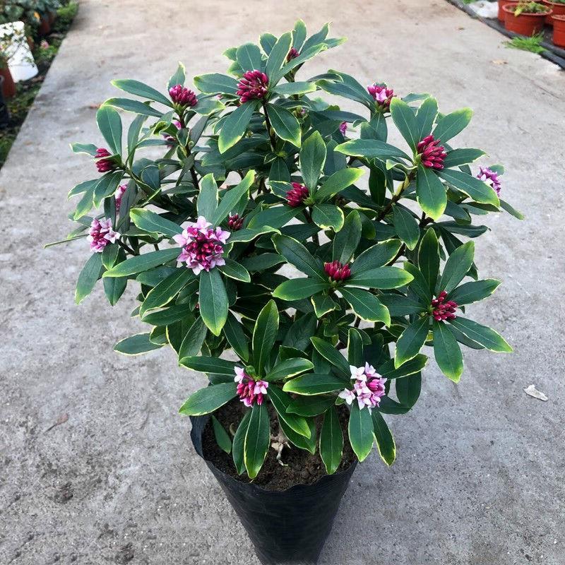 金边瑞香盆栽浓香型耐寒花卉植物室内花冬季开花不断花苗老桩绿植