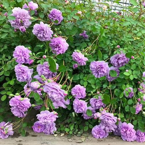 蓝色阴雨月季爬藤大苗蔷薇花苗四季开花阳台庭院大苗藤本月季花卉