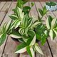 吊兰植物吊竹梅青白玉吊兰油画婚礼垂吊悬挂盆栽观叶耐旱型