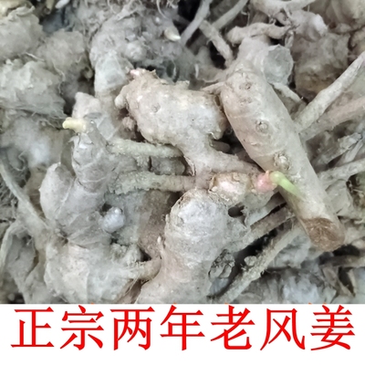 正宗阳春特产精选新鲜老风姜做月姜月婆姜老品种风姜驱寒月子风姜