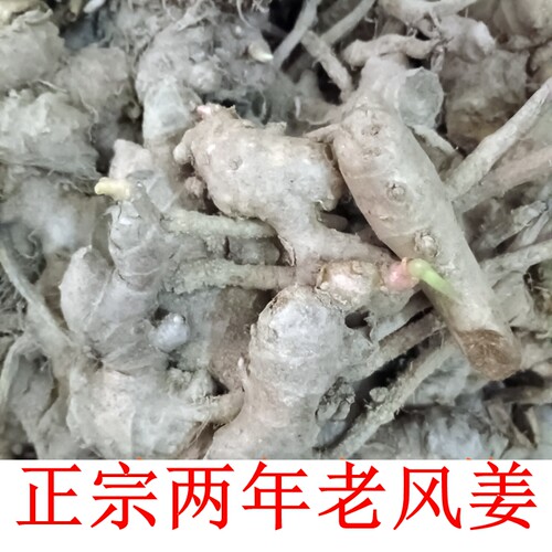 正宗阳春特产精选新鲜老风姜做月姜月婆姜老品种风姜驱寒月子风姜