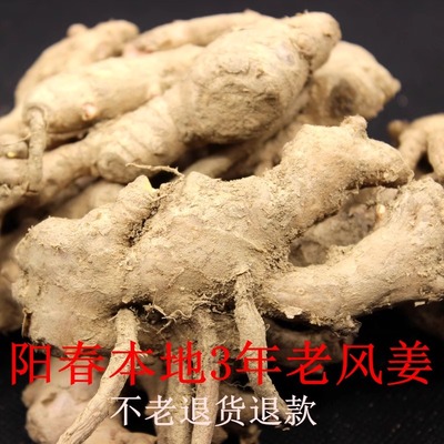 阳春老风姜采挖老品种母风姜坐月子姜老姜驱寒新鲜三年老风姜特产
