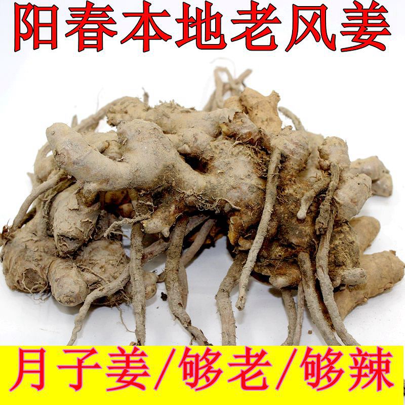 阳春老风姜500g新鲜做月姜母姜正宗姜月子风姜广东特产风姜驱寒姜