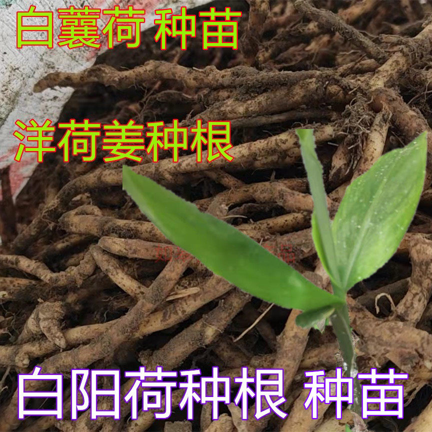 阳荷姜苗 蘘荷种苗 洋合阳藿茗荷种根下原阳荷包邮