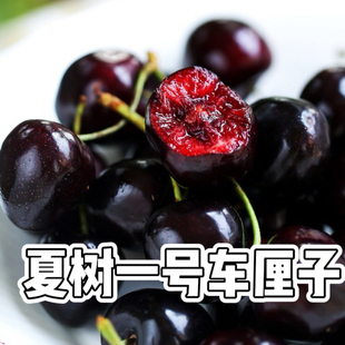 夏树一号车厘子1号车厘子俄罗斯8号当季新鲜采摘水果顺丰