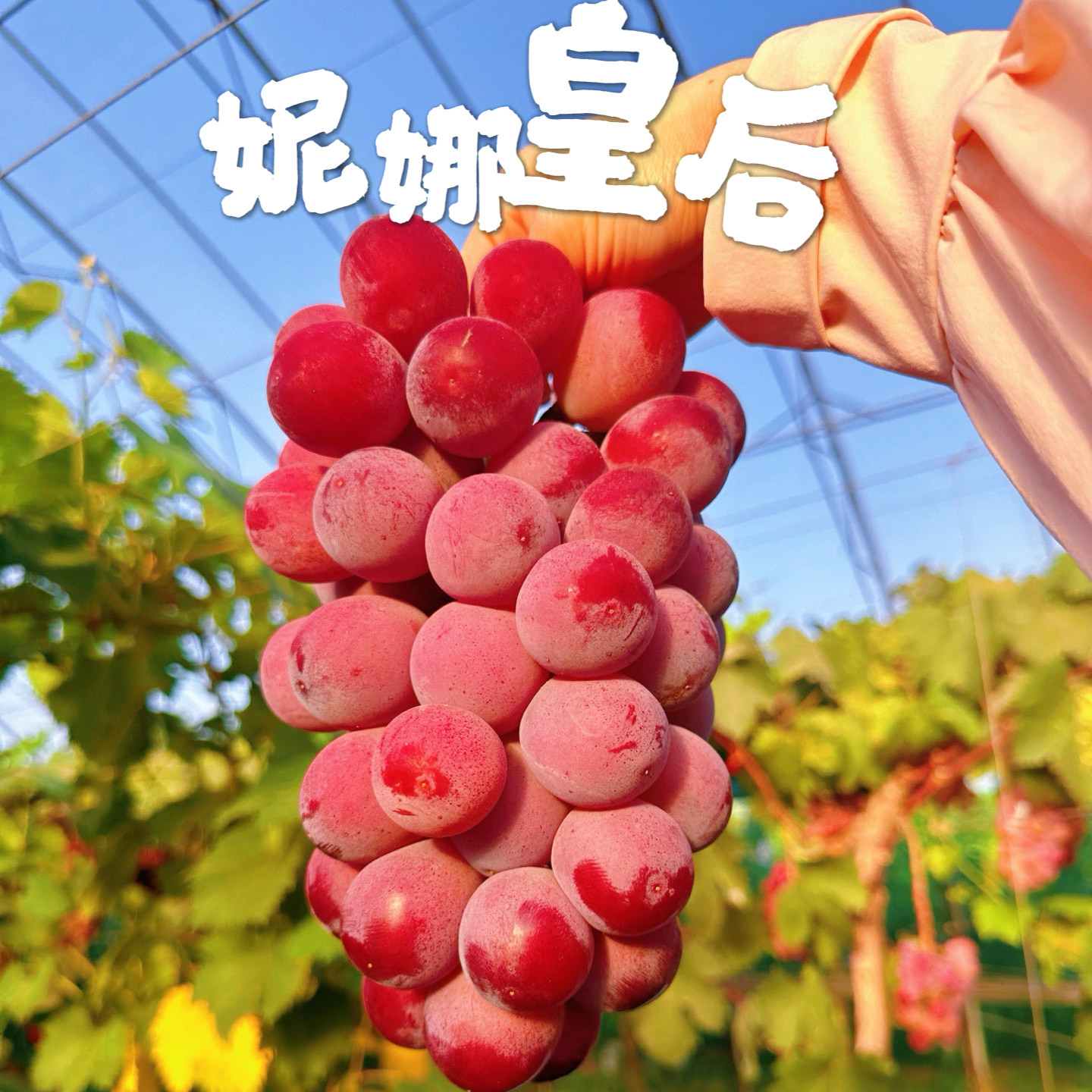 大连正宗酒香妮娜皇后葡萄红宝石葡萄/提子