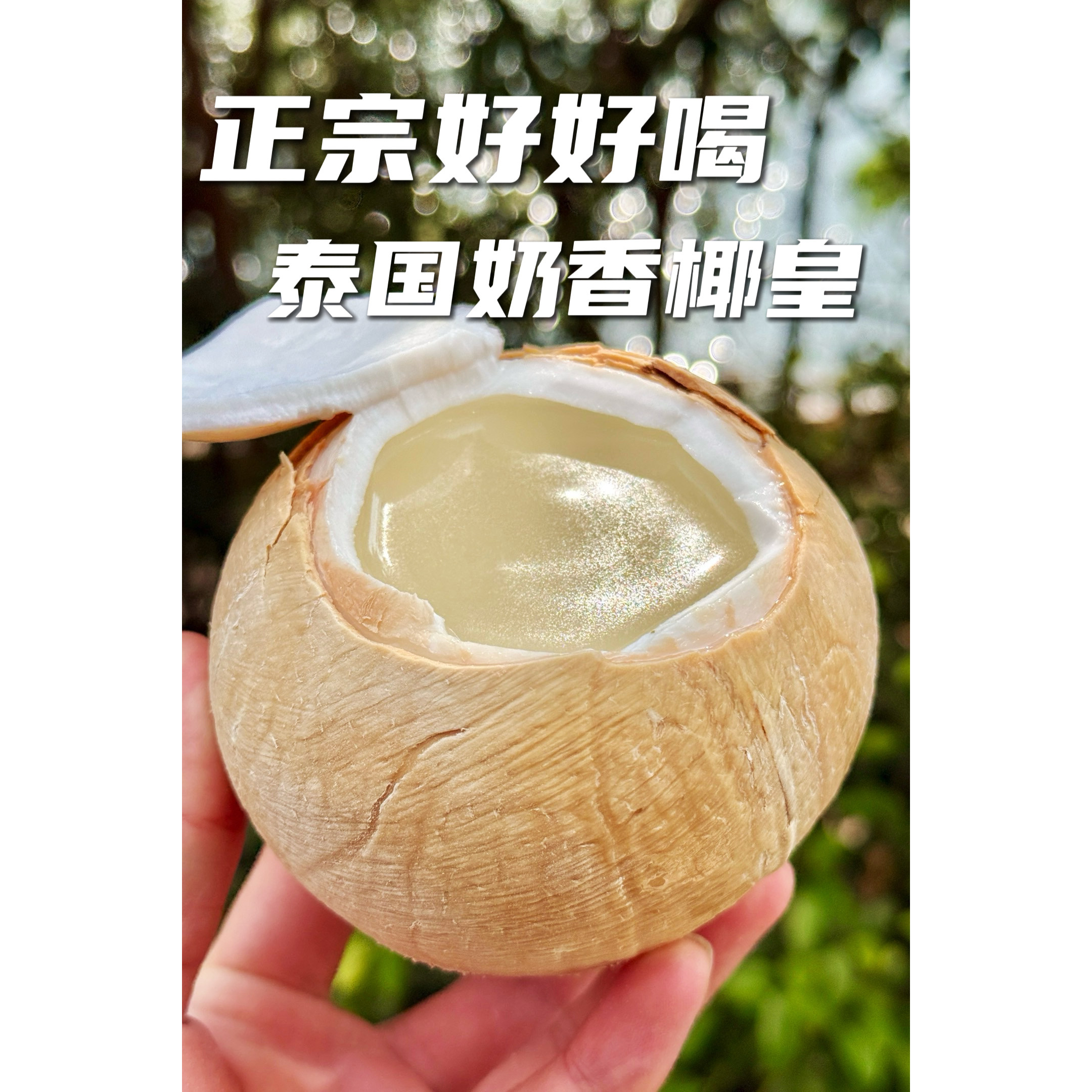 泰国正宗奶香椰皇新鲜现摘现发孕妇水果椰子蛋小奶香椰顺丰快递