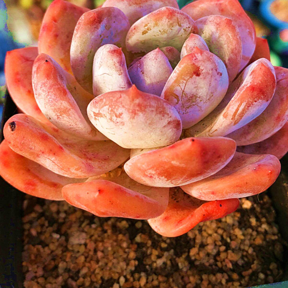 橙梦露多肉大颗多肉植物小盆栽办公室可爱肉肉 粉色大橙子小盆栽