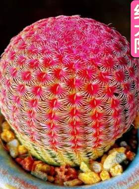实生根红太阳多肉植物开花仙人球四季好养紫太阳室内阳台桌面摆件